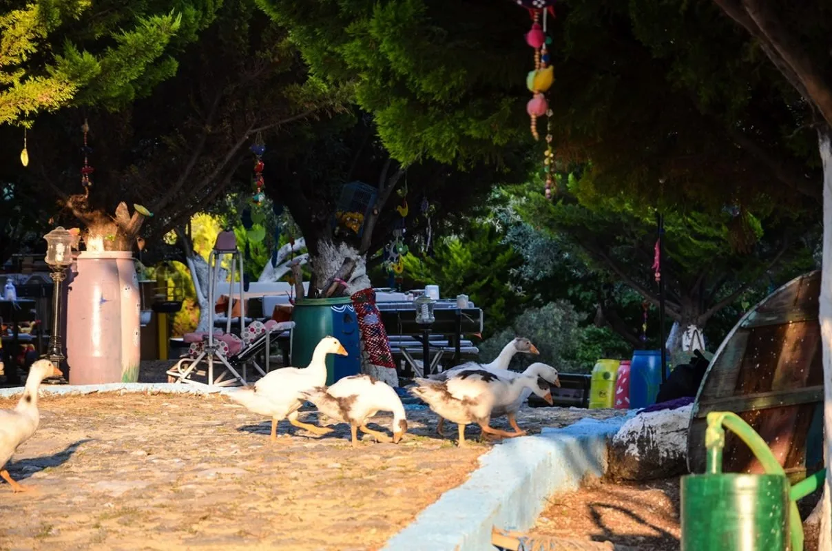 Geese wandering the garden among the decorations under the trees